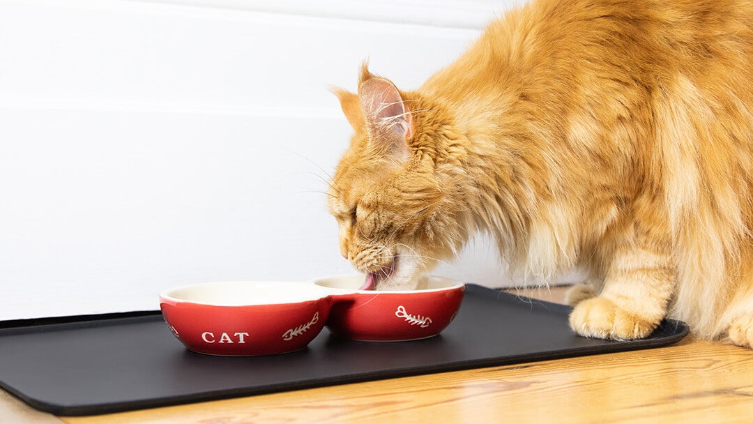 Cat eating cat food best sale